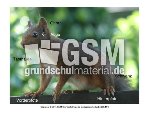 Eichhörnchen-Körperbau.pdf